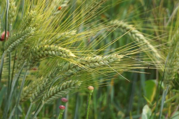 wheat seeds agriculture field seeds fertilizer